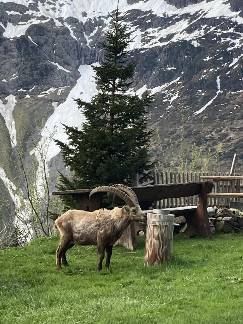 Berggasthaus Tschingelhorn Hotel Stechelberg Ngoại thất bức ảnh